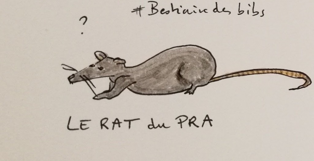 rat_du_pra
