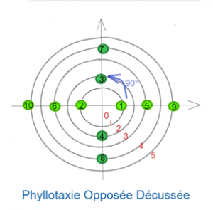 Schéma représentant la phyllotaxie opposée décussée