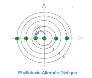 Schéma représentant la phyllotaxie alternée distique