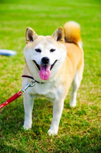http://maxpixel.freegreatpicture.com/Shiba-Inu-Cute-Dog-Animal-Comfort-1063399