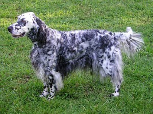 https://commons.wikimedia.org/wiki/File:English_setter.jpg